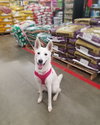 Serena - ADOPTED 09.20.19