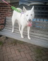 Serena - ADOPTED 09.20.19