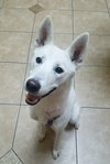 Serena - ADOPTED 09.20.19