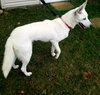 Serena - ADOPTED 09.20.19