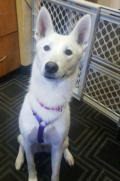 Serena - ADOPTED 09.20.19