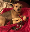 Flapjack - ADOPTED 10.27.19