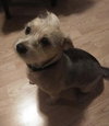 Flapjack - ADOPTED 10.27.19