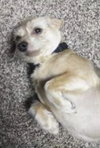 Flapjack - ADOPTED 10.27.19