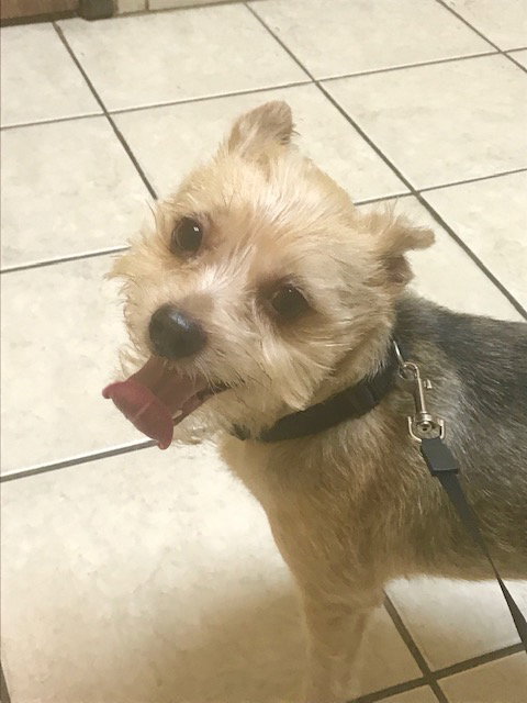 Flapjack - ADOPTED 10.27.19