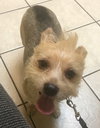 Flapjack - ADOPTED 10.27.19