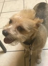 Flapjack - ADOPTED 10.27.19