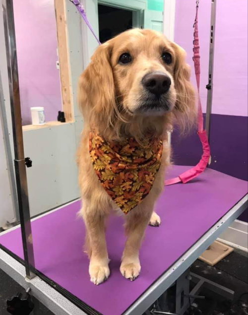 Miggy - ADOPTED 10.04.19