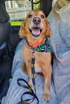 Miggy - ADOPTED 10.04.19