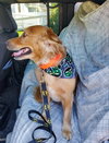 Miggy - ADOPTED 10.04.19