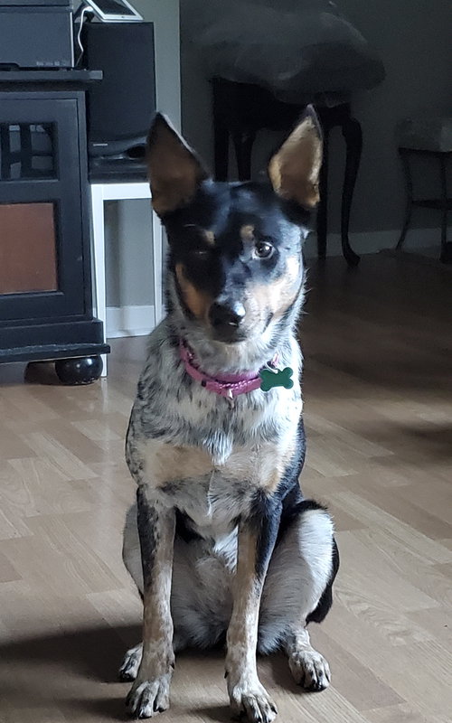 Dixie - ADOPTED 12.14.19
