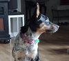 Dixie - ADOPTED 12.14.19