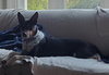 Dixie - ADOPTED 12.14.19