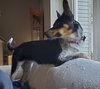 Dixie - ADOPTED 12.14.19