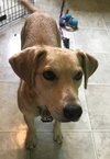 Nolan - ADOPTED 10.22.19
