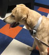 Nolan - ADOPTED 10.22.19