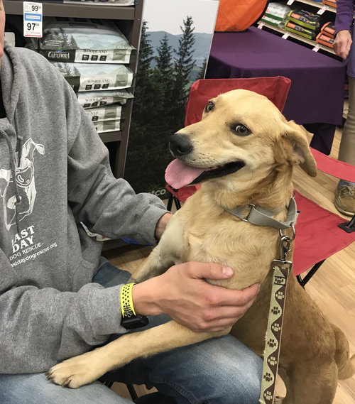 Nolan - ADOPTED 10.22.19