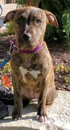 Amberle - ADOPTED 10.27.19