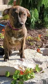 Amberle - ADOPTED 10.27.19