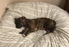 Amberle - ADOPTED 10.27.19