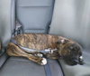 Amberle - ADOPTED 10.27.19