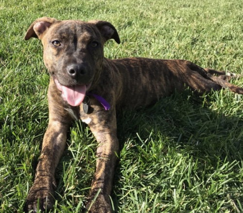 Amberle - ADOPTED 10.27.19