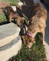 Amberle - ADOPTED 10.27.19