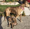 Amberle - ADOPTED 10.27.19
