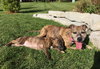 Amberle - ADOPTED 10.27.19