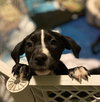 Rs Litter Raspberry - ADOPTED 12.07.19