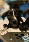 Rs Litter Raspberry - ADOPTED 12.07.19