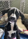 Rs Litter Raspberry - ADOPTED 12.07.19