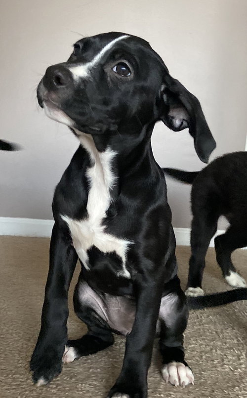 Rs Litter Raspberry - ADOPTED 12.07.19