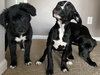 Rs Litter Raspberry - ADOPTED 12.07.19