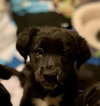 Rs Litter Strawberry - ADOPTED 11.09.19