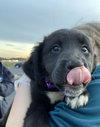 Rs Litter Strawberry - ADOPTED 11.09.19