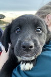 Rs Litter Strawberry - ADOPTED 11.09.19