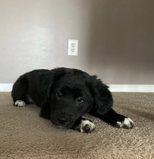 Rs Litter Strawberry - ADOPTED 11.09.19