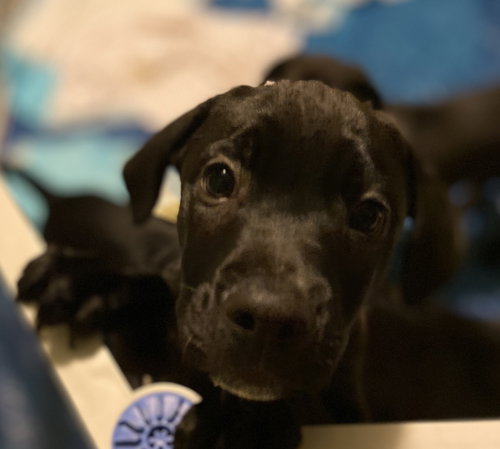 Rs Litter Cranberry - ADOPTED 11.12.19