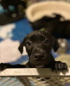 Rs Litter Cranberry - ADOPTED 11.12.19
