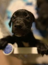 Rs Litter Cranberry - ADOPTED 11.12.19