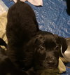 Rs Litter Blueberry - ADOPTED 11.03.19