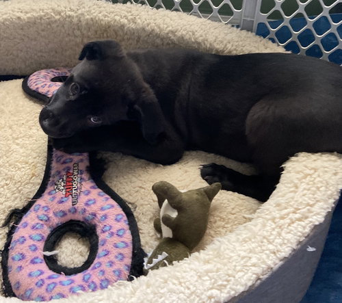 Rs Litter Blueberry - ADOPTED 11.03.19