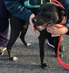 Rs Litter Mamaberry (mom) - ADOPTED 12.11.19