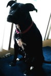 Rs Litter Mamaberry (mom) - ADOPTED 12.11.19