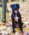 Rs Litter Mamaberry (mom) - ADOPTED 12.11.19