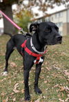 Rs Litter Mamaberry (mom) - ADOPTED 12.11.19