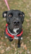 Rs Litter Mamaberry (mom) - ADOPTED 12.11.19