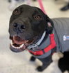 Rs Litter Mamaberry (mom) - ADOPTED 12.11.19