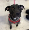 Rs Litter Mamaberry (mom) - ADOPTED 12.11.19
